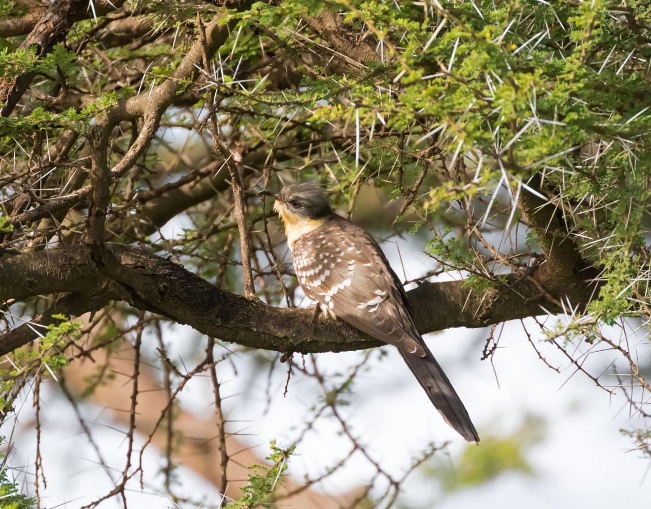 Birding Portugal, Portugal Nature, Bird watching Europe, Fall Migration, Naturalist Journeys, Wildlife Tour, Wildlife Photography, Ecotourism, Specialty Birds, Birding Hotspot, Lisbon, Alentejo