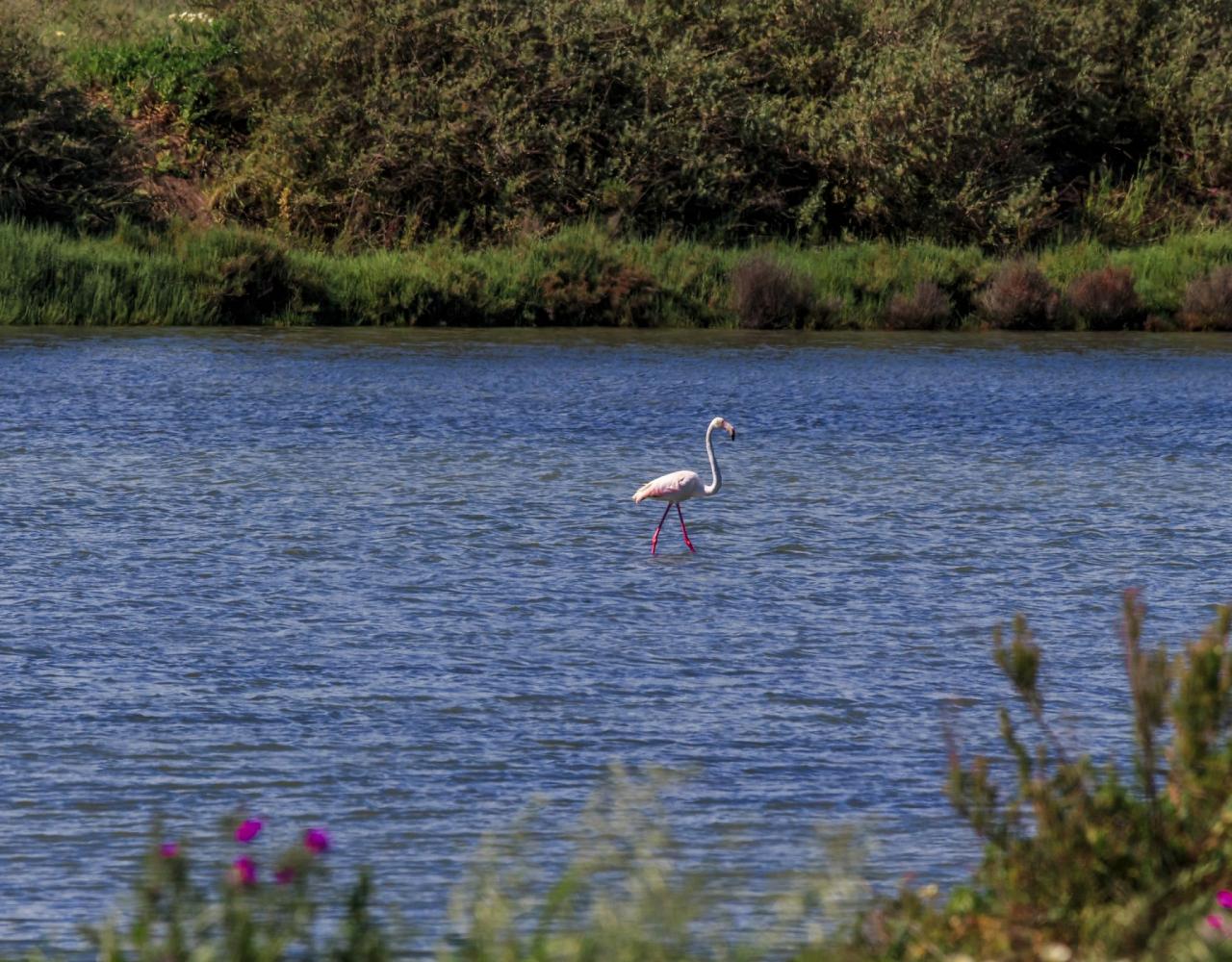 Birding Portugal, Portugal Nature, Bird watching Europe, Fall Migration, Naturalist Journeys, Wildlife Tour, Wildlife Photography, Ecotourism, Specialty Birds, Birding Hotspot, Lisbon, Alentejo