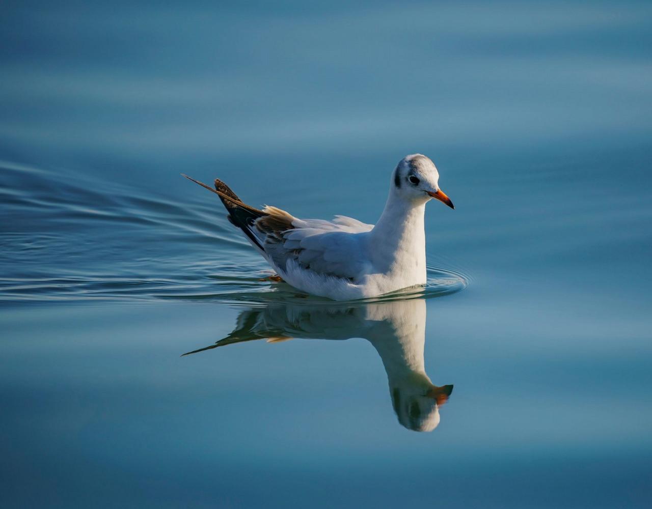 Birding Portugal, Portugal Nature, Bird watching Europe, Fall Migration, Naturalist Journeys, Wildlife Tour, Wildlife Photography, Ecotourism, Specialty Birds, Birding Hotspot, Lisbon, Alentejo