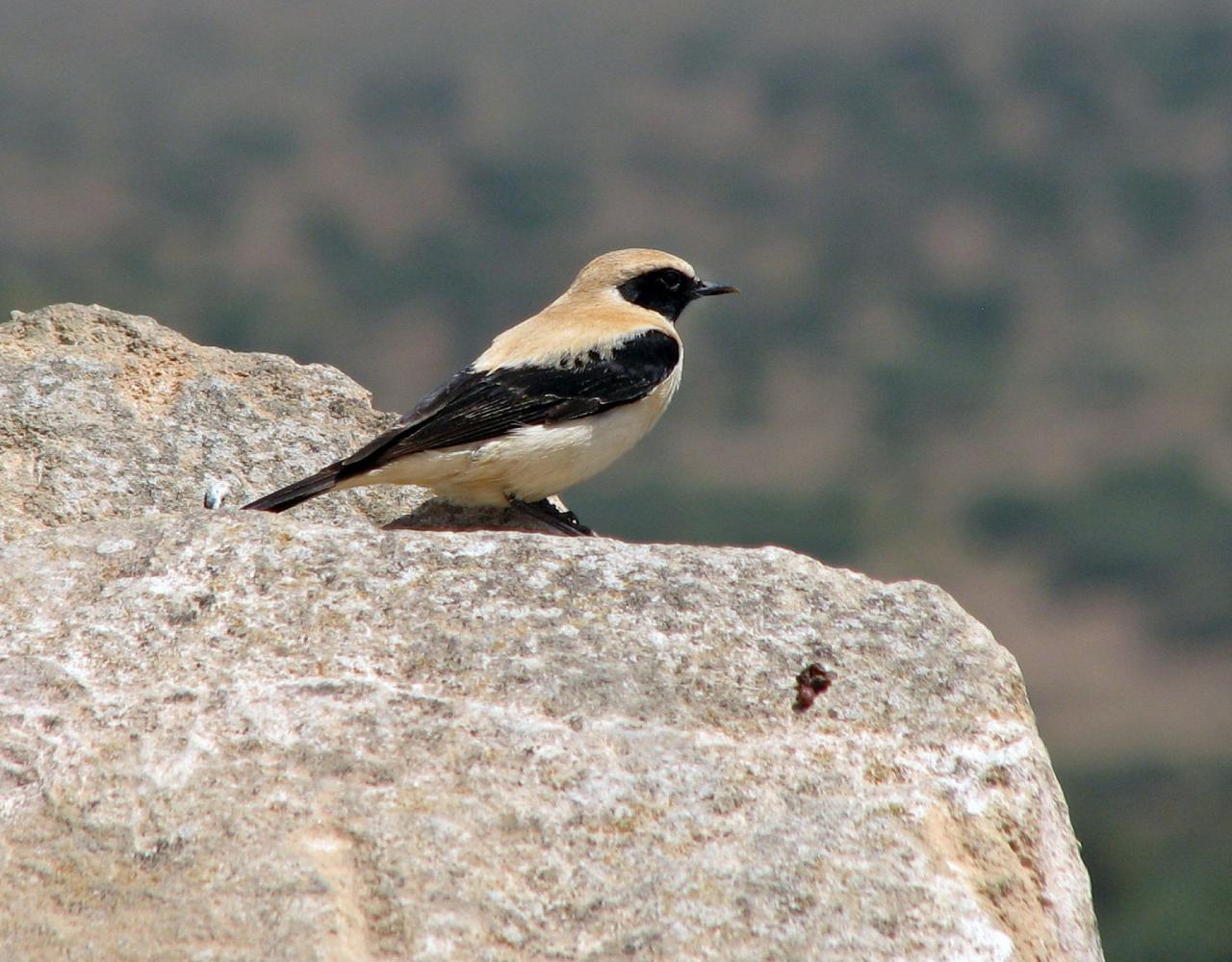 Birding Portugal, Portugal Nature, Bird watching Europe, Fall Migration, Naturalist Journeys, Wildlife Tour, Wildlife Photography, Ecotourism, Specialty Birds, Birding Hotspot, Lisbon, Alentejo