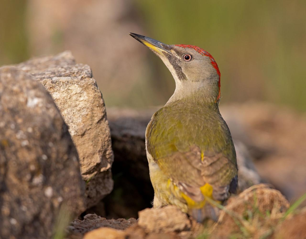 Birding Portugal, Portugal Nature, Bird watching Europe, Fall Migration, Naturalist Journeys, Wildlife Tour, Wildlife Photography, Ecotourism, Specialty Birds, Birding Hotspot, Lisbon, Alentejo