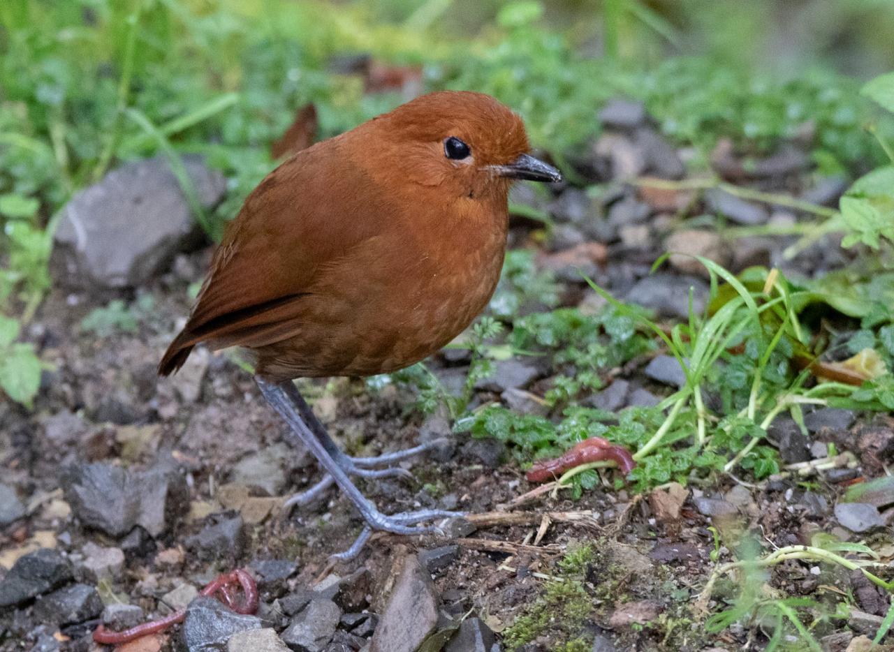 Chestnut Antpitta, Peru, Northern Peru, Peru Birding Tour, Peru Nature Tour, Naturalist Journeys