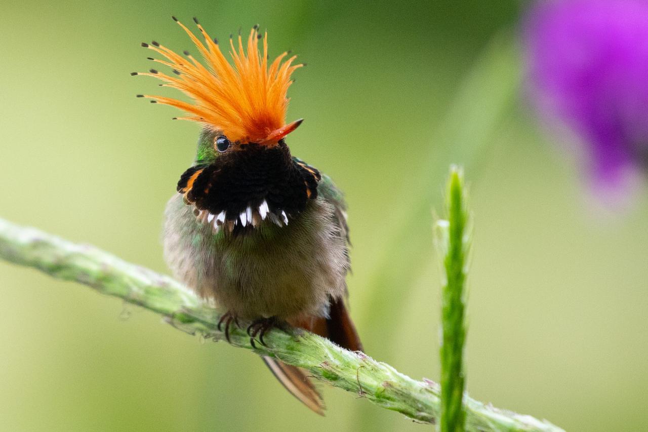 Rufous-crested Coquette, Peru, Northern Peru, Peru Birding Tour, Peru Nature Tour, Naturalist Journeys