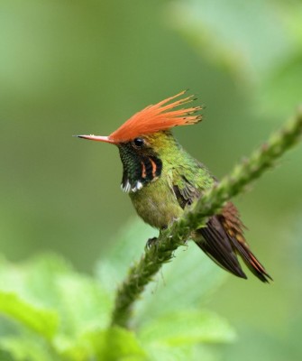 Rufous-crested Coquette, Birding Peru, Bird Watching Peru, Peru, South America, Naturalist Journeys, Wildlife Tour, Wildlife Photography, Ecotourism, Specialty Birds, Endemic Birds, Birding Hotspot, Machu Picchu