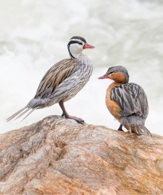 Torrent Ducks, Birding Peru, Bird Watching Peru, Peru, South America, Naturalist Journeys, Wildlife Tour, Wildlife Photography, Ecotourism, Specialty Birds, Endemic Birds, Birding Hotspot, Machu Picchu