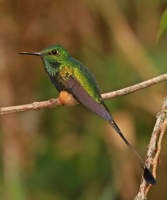 Booted Racket-tail, Birding Peru, Bird Watching Peru, Peru, South America, Naturalist Journeys, Wildlife Tour, Wildlife Photography, Ecotourism, Specialty Birds, Endemic Birds, Birding Hotspot, Machu Picchu