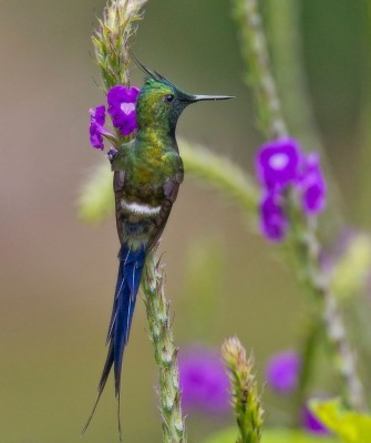 Wire-crested Thorntail, Birding Peru, Bird Watching Peru, Peru, South America, Naturalist Journeys, Wildlife Tour, Wildlife Photography, Ecotourism, Specialty Birds, Endemic Birds, Birding Hotspot, Machu Picchu