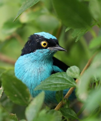 Black-faced Dacnis, Birding Peru, Bird Watching Peru, Peru, South America, Naturalist Journeys, Wildlife Tour, Wildlife Photography, Ecotourism, Specialty Birds, Endemic Birds, Birding Hotspot, Machu Picchu