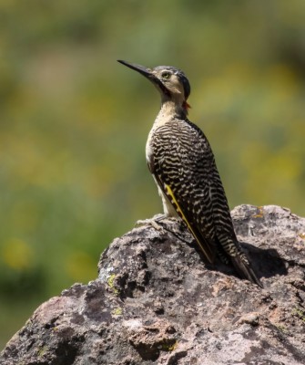 Andean Flicker, Birding Peru, Bird Watching Peru, Peru, South America, Naturalist Journeys, Wildlife Tour, Wildlife Photography, Ecotourism, Specialty Birds, Endemic Birds, Birding Hotspot, Machu Picchu