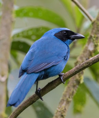 Turquoise Jay, Birding Ecuador, Bird watching Ecuador, Ecuador, South American Birds, Naturalist Journeys, Wildlife Tour, Wildlife Photography, Ecotourism, Specialty Birds, Endemic Birds, Birding Hotspot