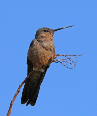 Giant Ecuador, Birding Ecuador, Bird watching Ecuador, Ecuador, South American Birds, Naturalist Journeys, Wildlife Tour, Wildlife Photography, Ecotourism, Specialty Birds, Endemic Birds, Birding Hotspot