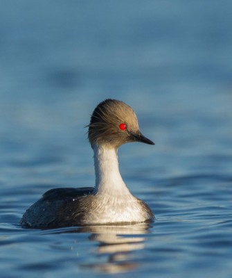 Silvery Grebe, Birding Ecuador, Bird watching Ecuador, Ecuador, South American Birds, Naturalist Journeys, Wildlife Tour, Wildlife Photography, Ecotourism, Specialty Birds, Endemic Birds, Birding Hotspot