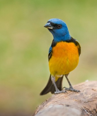 Blue-and-yellow Tanager, Birding Ecuador, Bird watching Ecuador, Ecuador, South American Birds, Naturalist Journeys, Wildlife Tour, Wildlife Photography, Ecotourism, Specialty Birds, Endemic Birds, Birding Hotspot