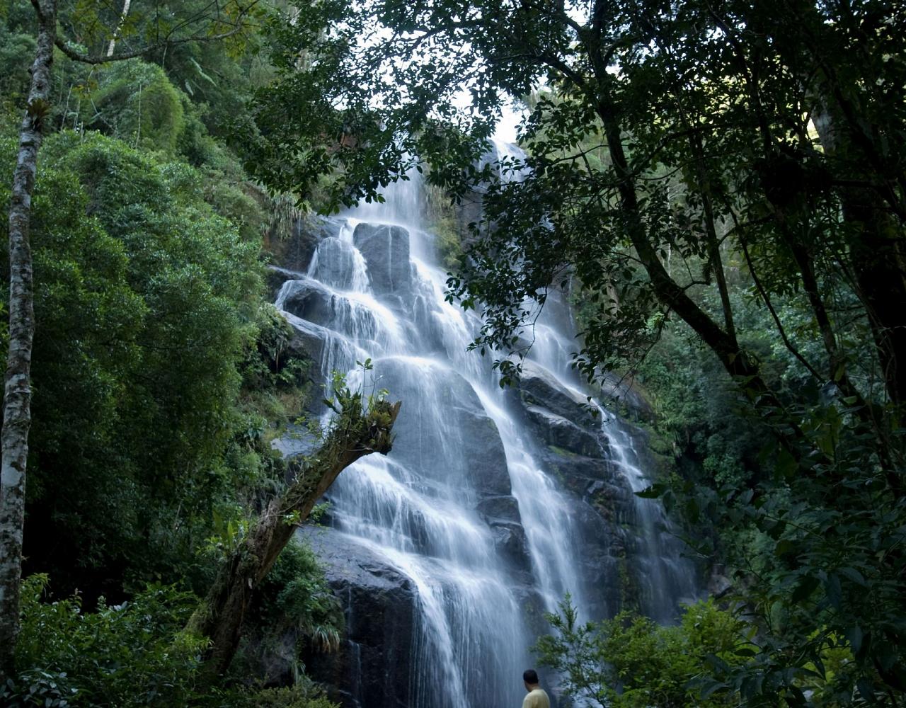 Birding Brazil, Bird Watching Atlantic Forest, South American Birds, Naturalist Journeys, Wildlife Tour, Wildlife Photography, Ecotourism, Specialty Birds, Endemic Birds, Birding Hotspot