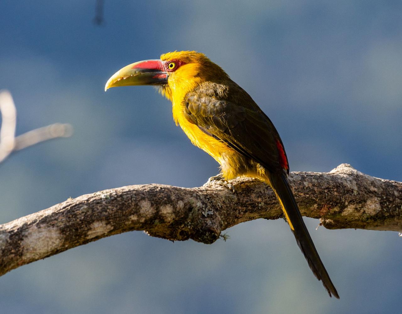 Birding Brazil, Bird Watching Atlantic Forest, South American Birds, Naturalist Journeys, Wildlife Tour, Wildlife Photography, Ecotourism, Specialty Birds, Endemic Birds, Birding Hotspot