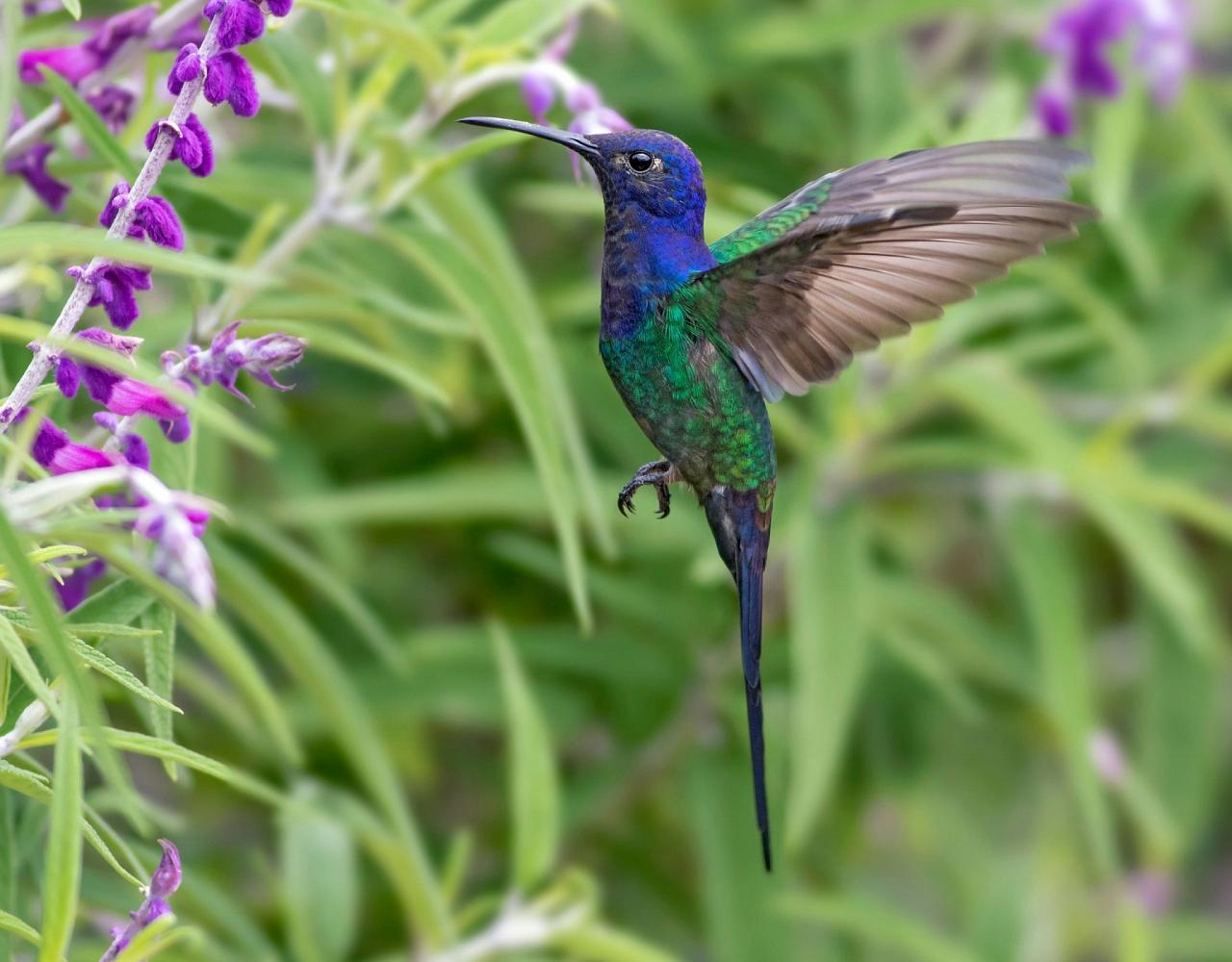 Birding Brazil, Bird Watching Atlantic Forest, South American Birds, Naturalist Journeys, Wildlife Tour, Wildlife Photography, Ecotourism, Specialty Birds, Endemic Birds, Birding Hotspot