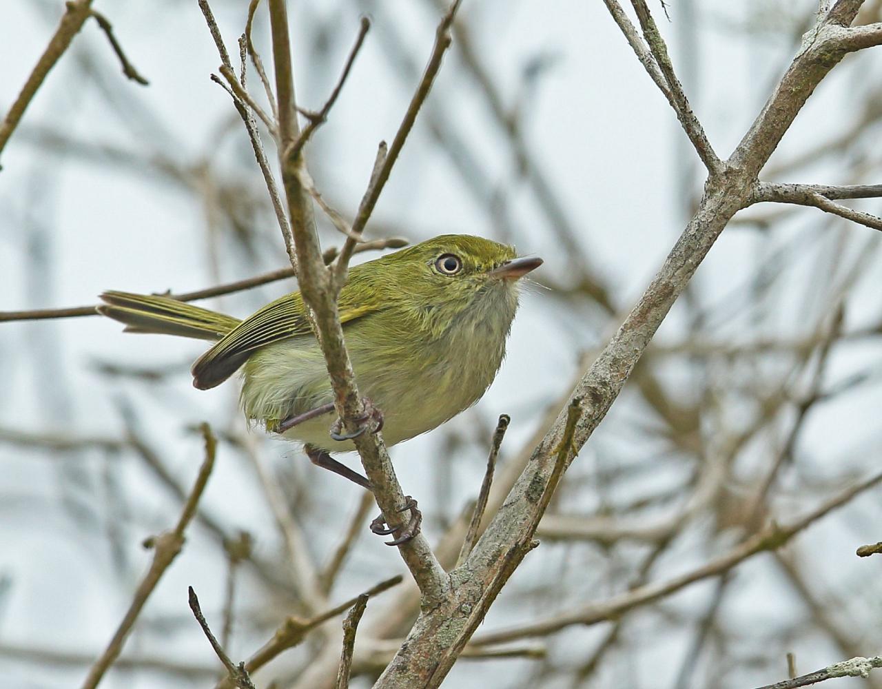 Birding Brazil, Bird Watching Atlantic Forest, South American Birds, Naturalist Journeys, Wildlife Tour, Wildlife Photography, Ecotourism, Specialty Birds, Endemic Birds, Birding Hotspot