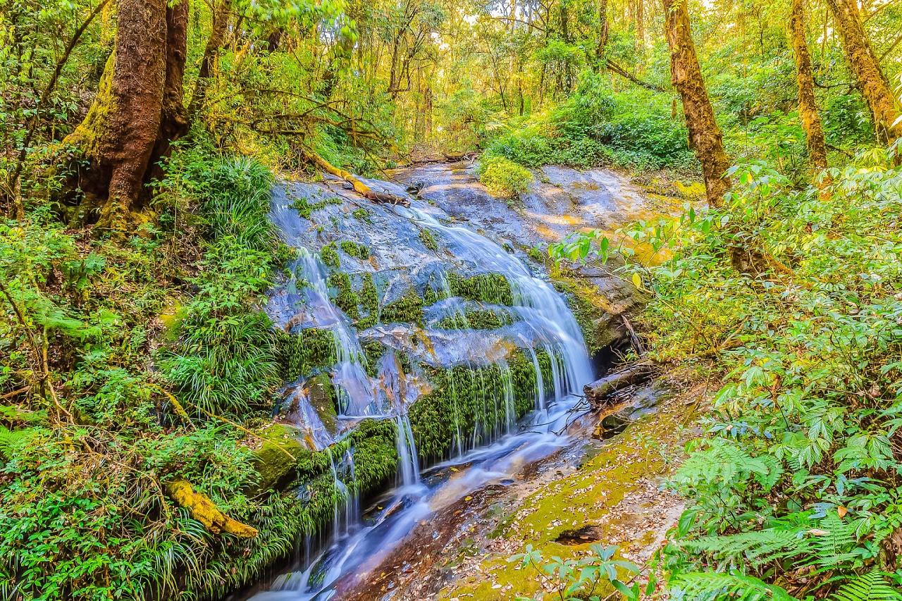 	Thailand Birding and Nature tour Naturalist Journeys, Doi Inthanon National Park, Kaeng Krachan National Park, Waterfall at Doi Inthanon National Park, Kwhisky