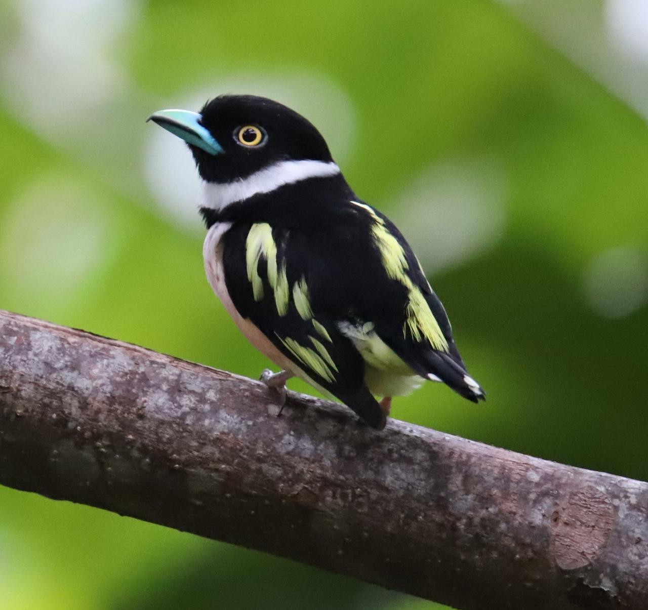 	Thailand Birding and Nature tour Naturalist Journeys, Doi Inthanon National Park, Black-and-yellow Broadbill, Nina Hale