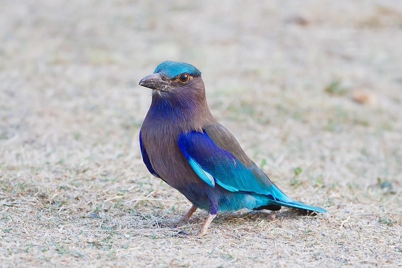 	Thailand Birding and Nature tour Naturalist Journeys, Doi Inthanon National Park, Indochinese Roller, Song Phi Nong