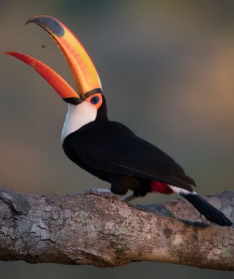 Toco Toucan, Birding Brazil, Bird watching Brazil, Brazil, South American Birds, Naturalist Journeys, Wildlife Tour, Wildlife Photography, Ecotourism, Specialty Birds, Endemic Birds, Birding Hotspot, Jaguar, Pantanal