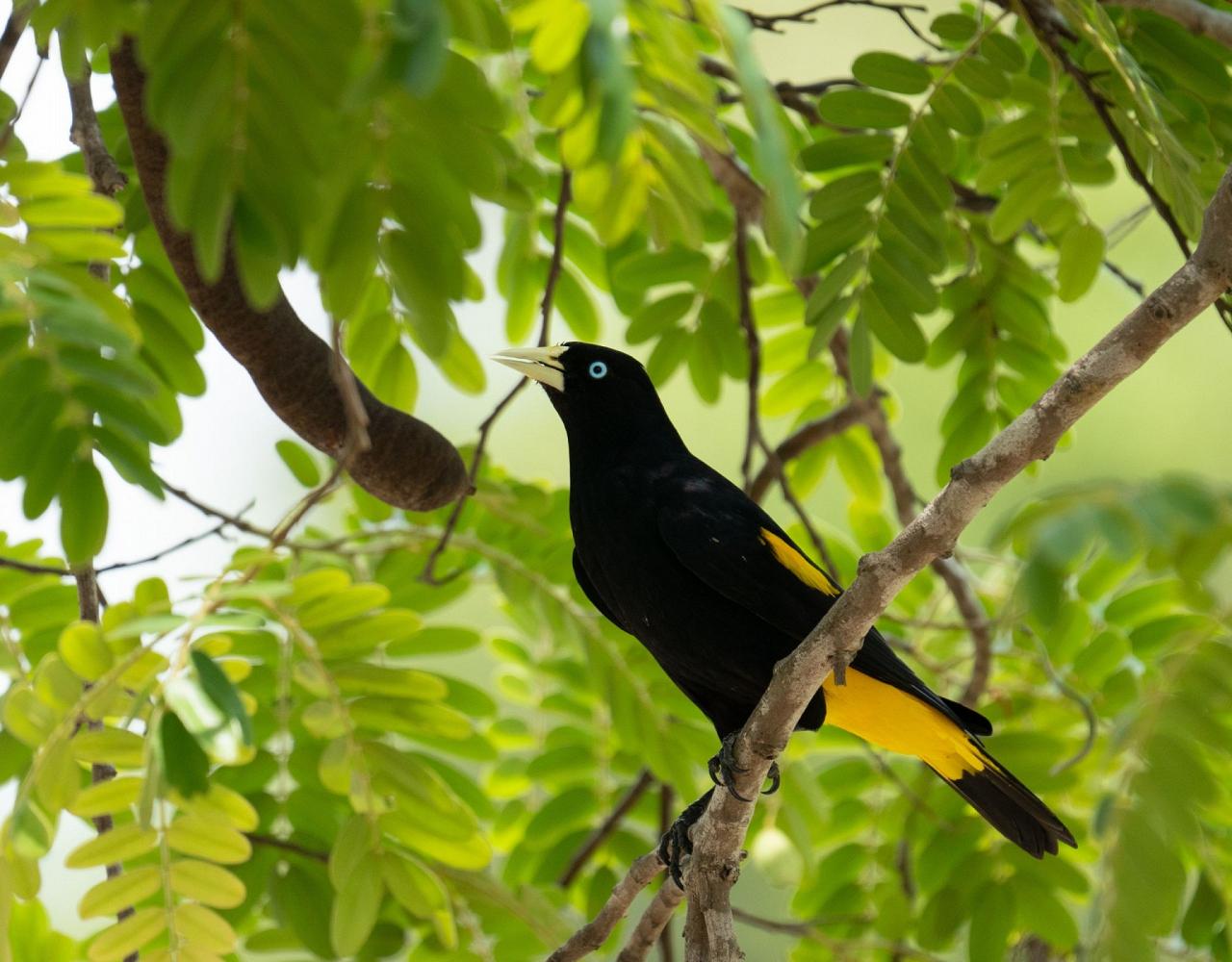 Birding Brazil, Bird watching Brazil, Brazil, South American Birds, Naturalist Journeys, Wildlife Tour, Wildlife Photography, Ecotourism, Specialty Birds, Endemic Birds, Birding Hotspot, Jaguar, Pantanal