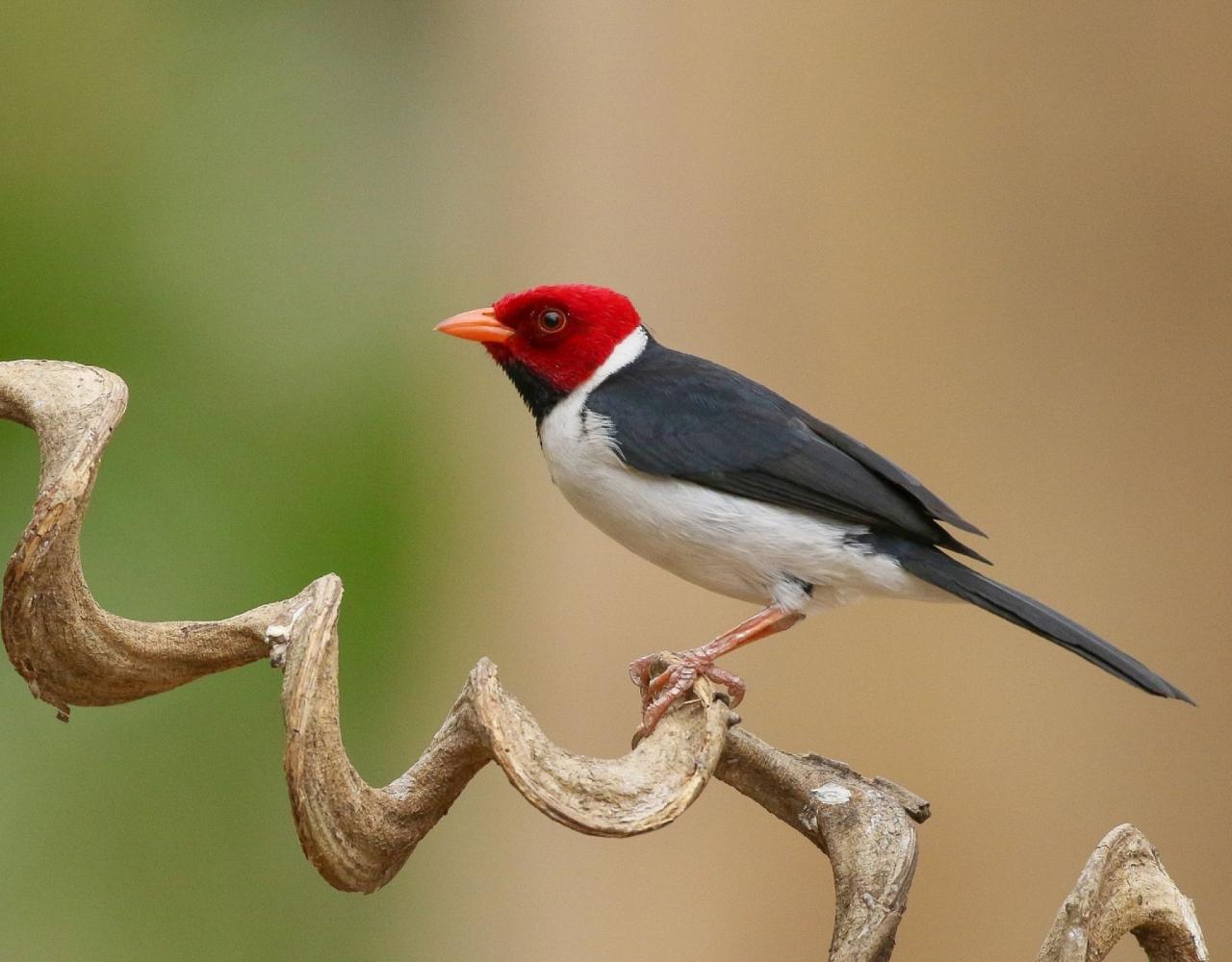 Birding Brazil, Bird watching Brazil, Brazil, South American Birds, Naturalist Journeys, Wildlife Tour, Wildlife Photography, Ecotourism, Specialty Birds, Endemic Birds, Birding Hotspot, Jaguar, Pantanal