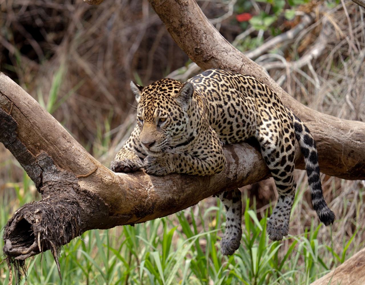 Birding Brazil, Bird watching Brazil, Brazil, South American Birds, Naturalist Journeys, Wildlife Tour, Wildlife Photography, Ecotourism, Specialty Birds, Endemic Birds, Birding Hotspot, Jaguar, Pantanal