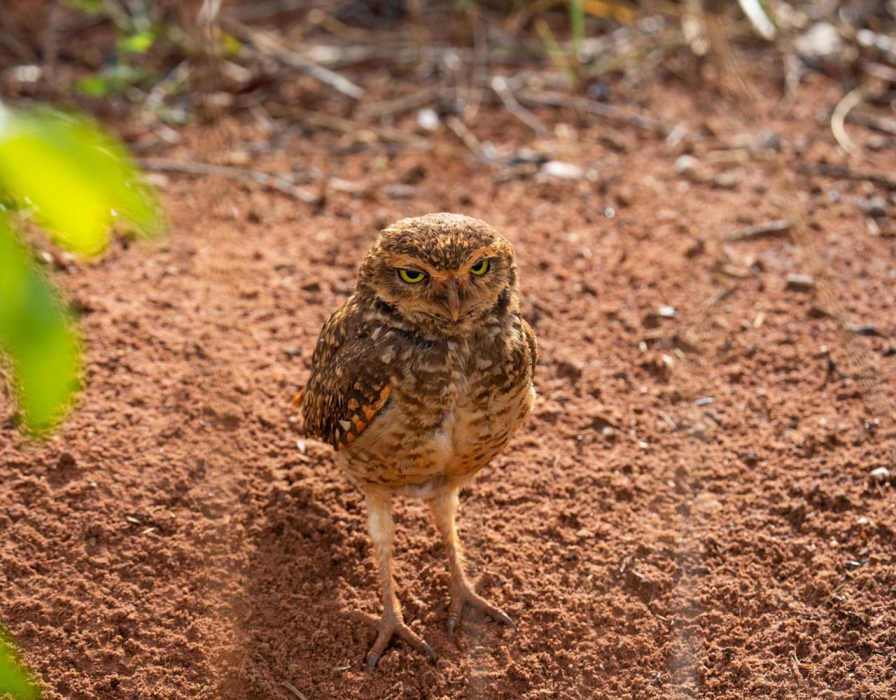 Birding Brazil, Bird watching Brazil, Brazil, South American Birds, Naturalist Journeys, Wildlife Tour, Wildlife Photography, Ecotourism, Specialty Birds, Endemic Birds, Birding Hotspot, Jaguar, Pantanal