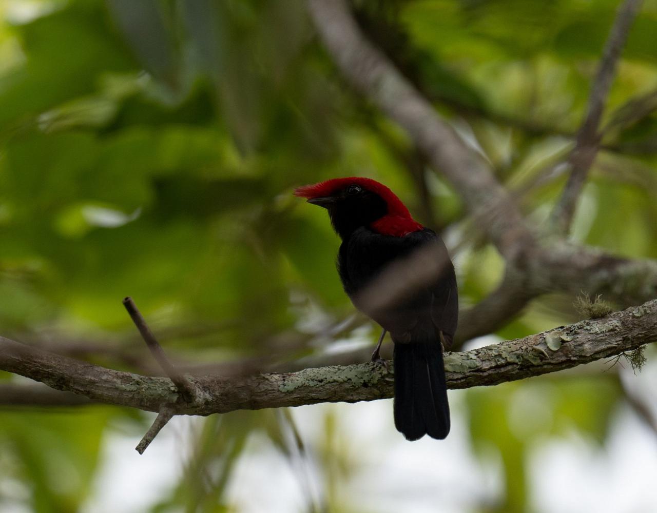 Birding Brazil, Bird watching Brazil, Brazil, South American Birds, Naturalist Journeys, Wildlife Tour, Wildlife Photography, Ecotourism, Specialty Birds, Endemic Birds, Birding Hotspot, Jaguar, Pantanal