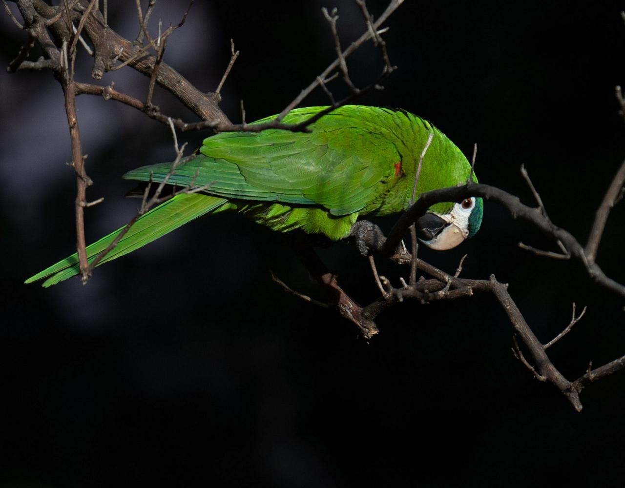 Birding Brazil, Bird watching Brazil, Brazil, South American Birds, Naturalist Journeys, Wildlife Tour, Wildlife Photography, Ecotourism, Specialty Birds, Endemic Birds, Birding Hotspot, Jaguar, Pantanal