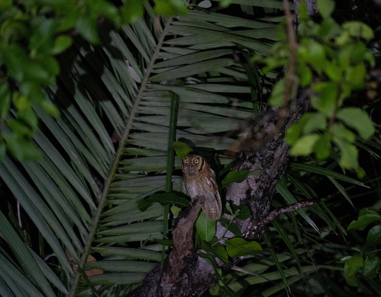 Birding Brazil, Bird watching Brazil, Brazil, South American Birds, Naturalist Journeys, Wildlife Tour, Wildlife Photography, Ecotourism, Specialty Birds, Endemic Birds, Birding Hotspot, Jaguar, Pantanal