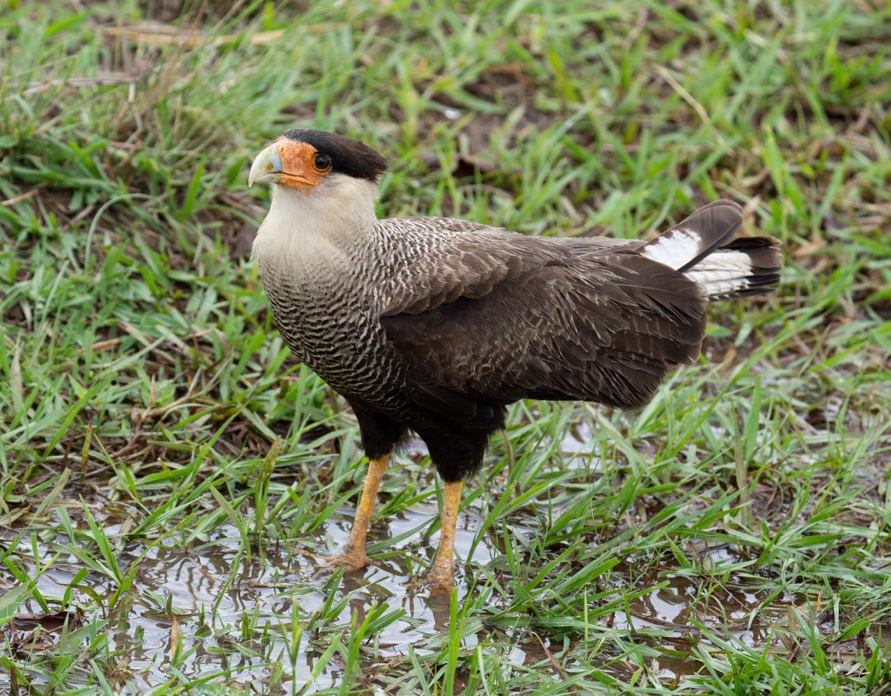 Birding Brazil, Bird watching Brazil, Brazil, South American Birds, Naturalist Journeys, Wildlife Tour, Wildlife Photography, Ecotourism, Specialty Birds, Endemic Birds, Birding Hotspot, Jaguar, Pantanal