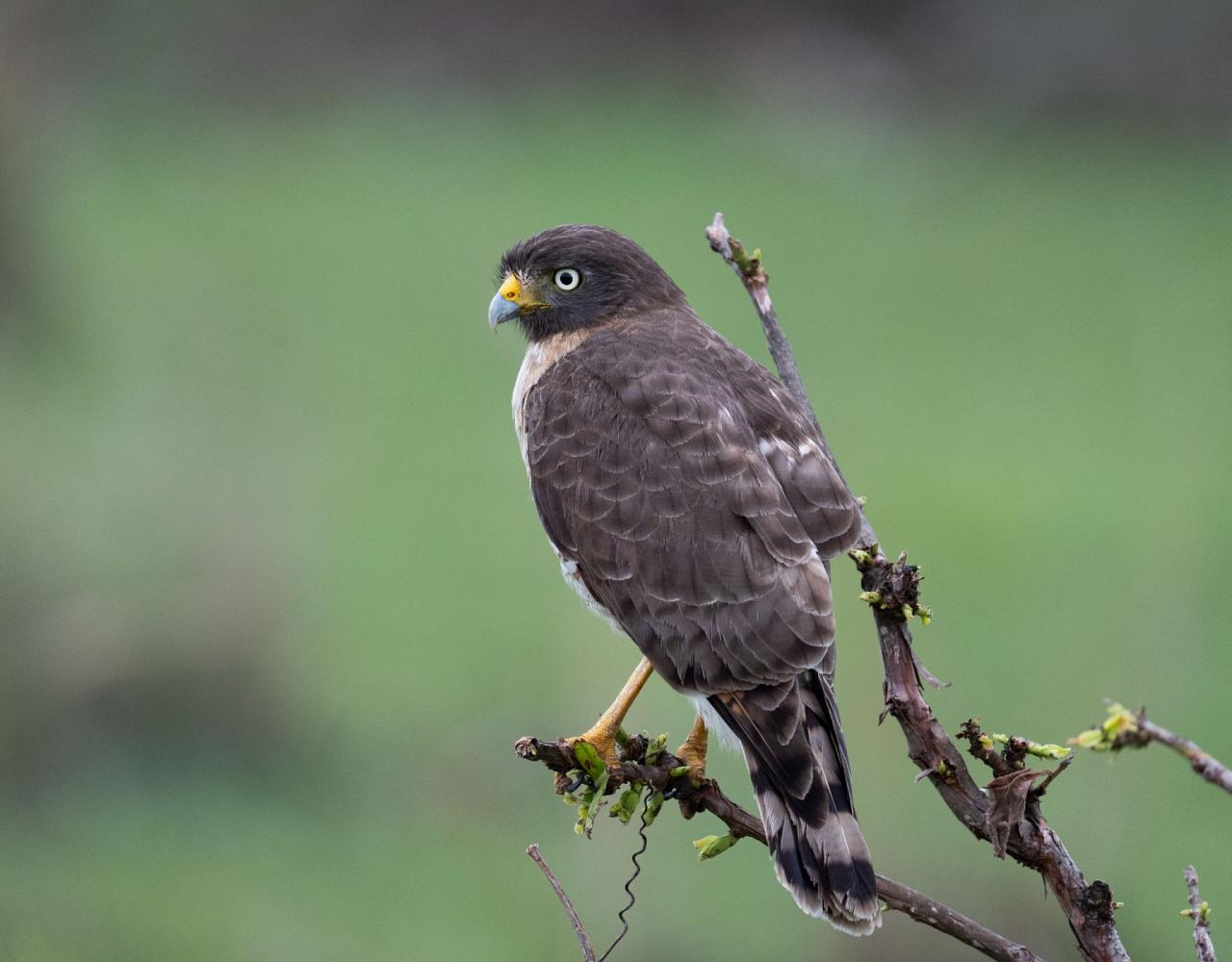 Birding Brazil, Bird watching Brazil, Brazil, South American Birds, Naturalist Journeys, Wildlife Tour, Wildlife Photography, Ecotourism, Specialty Birds, Endemic Birds, Birding Hotspot, Jaguar, Pantanal