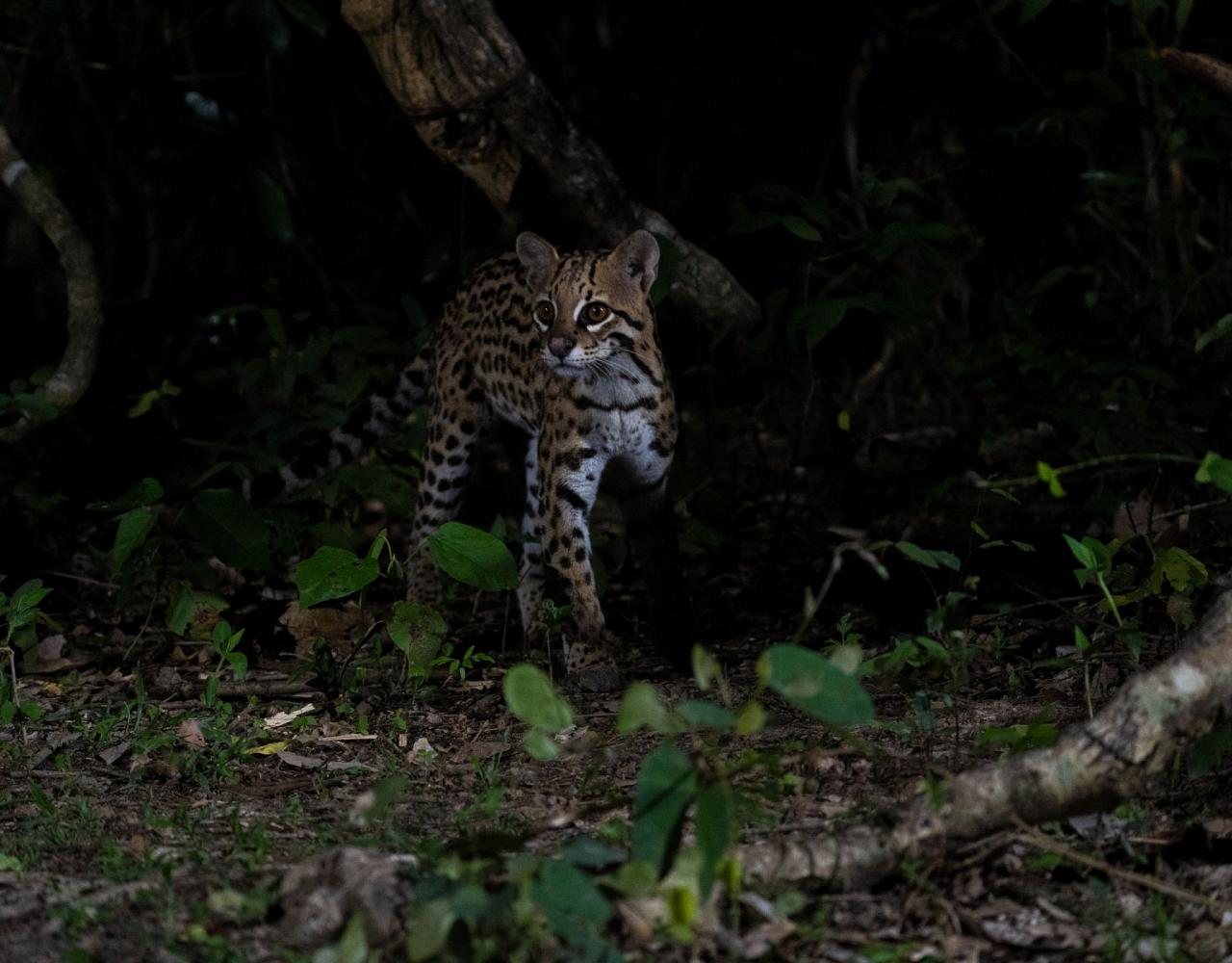 Birding Brazil, Bird watching Brazil, Brazil, South American Birds, Naturalist Journeys, Wildlife Tour, Wildlife Photography, Ecotourism, Specialty Birds, Endemic Birds, Birding Hotspot, Jaguar, Pantanal