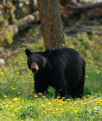 Birding Yellowstone, Birding North America, Bird watching Yellowstone, Wyoming, Nature Tour, Naturalist Journeys, Wildlife Tour, Wildlife Photography, Ecotourism, Specialty Birds, Birding Hotspot, Yellowstone National Park