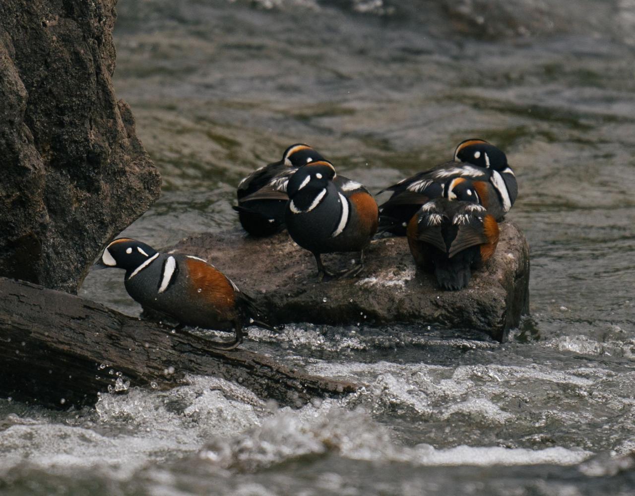 Birding Yellowstone, Birding North America, Bird watching Yellowstone, Wyoming, Nature Tour, Naturalist Journeys, Wildlife Tour, Wildlife Photography, Ecotourism, Specialty Birds, Birding Hotspot, Yellowstone National Park