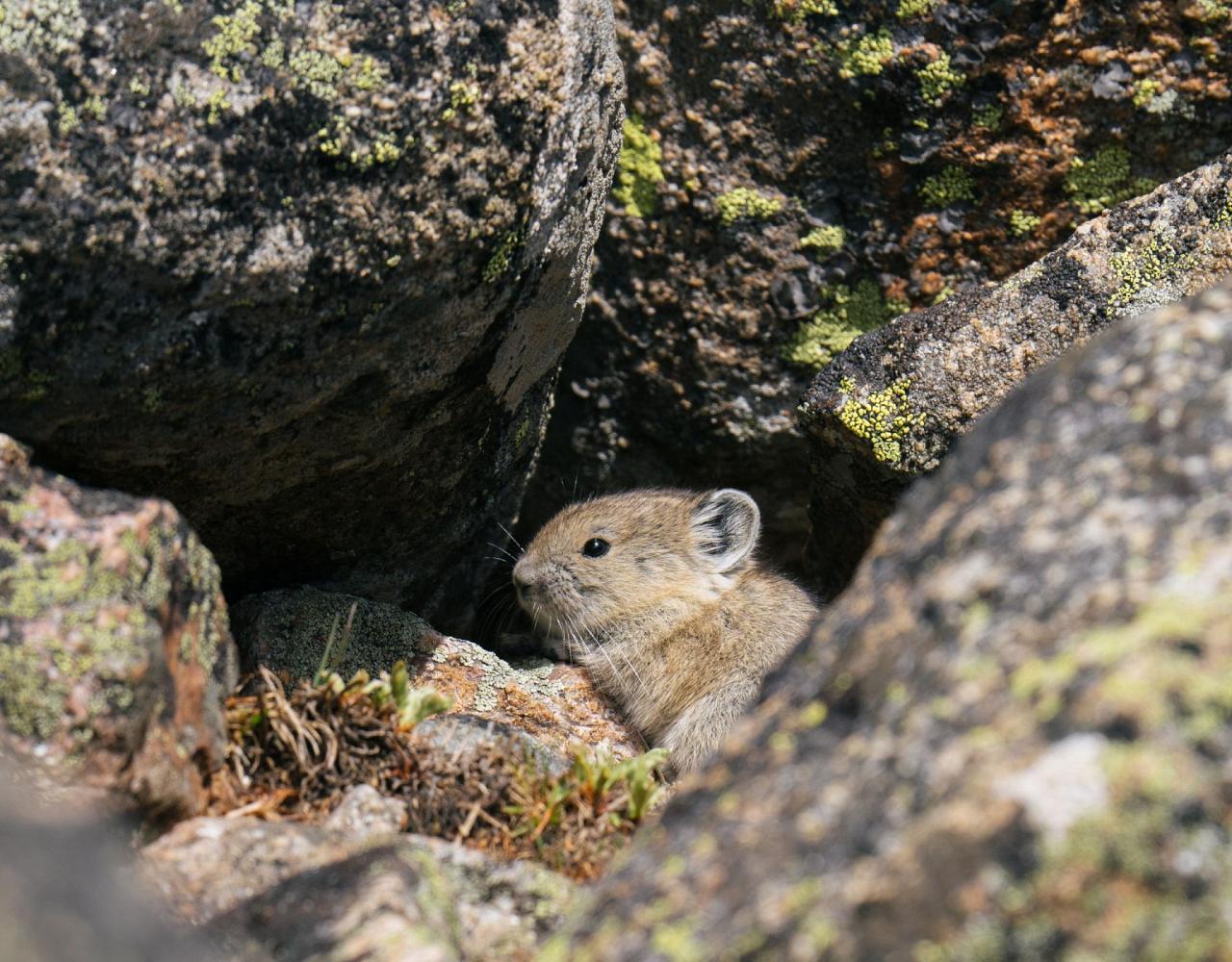 Birding Yellowstone, Birding North America, Bird watching Yellowstone, Wyoming, Nature Tour, Naturalist Journeys, Wildlife Tour, Wildlife Photography, Ecotourism, Specialty Birds, Birding Hotspot, Yellowstone National Park