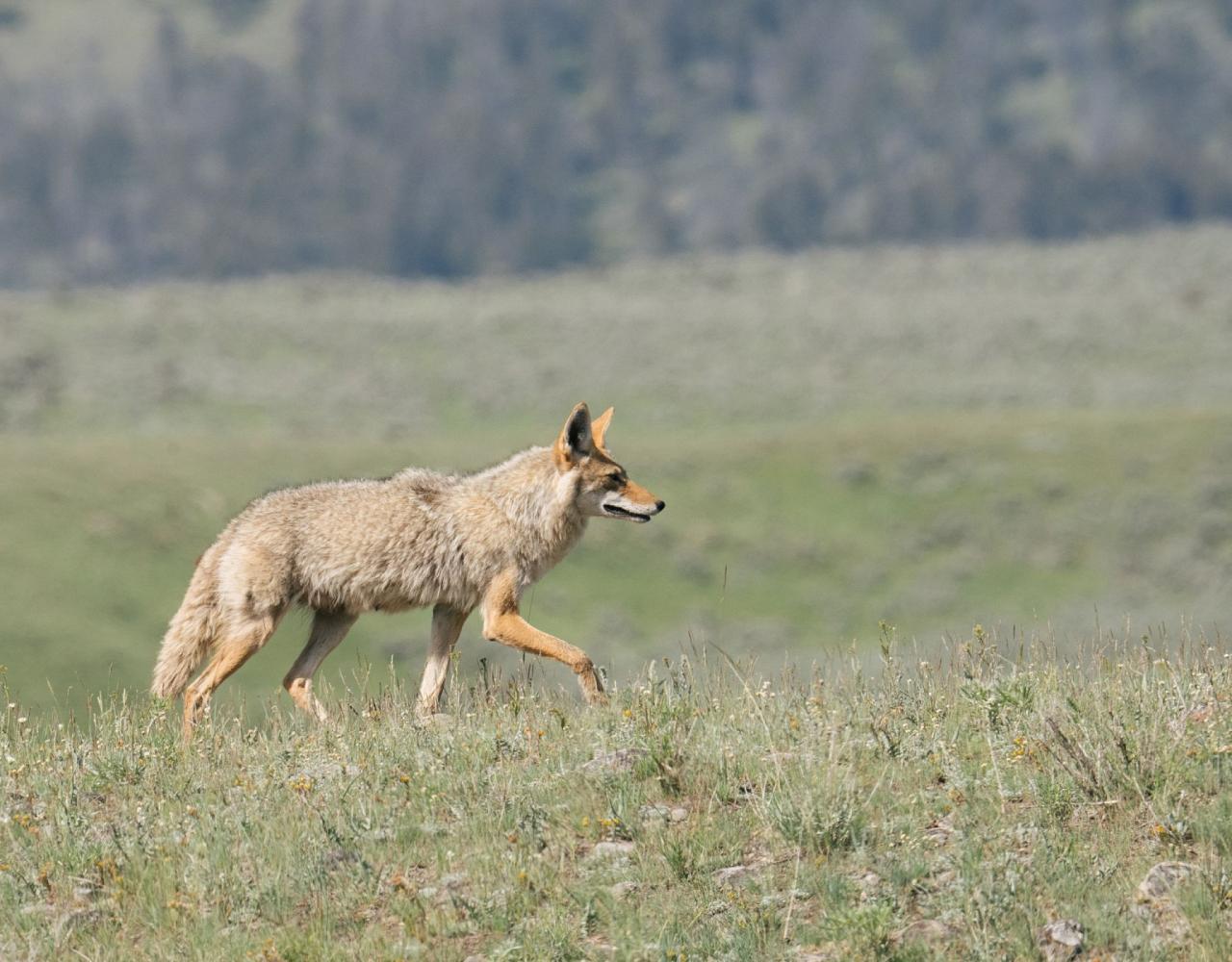 Birding Yellowstone, Birding North America, Bird watching Yellowstone, Wyoming, Nature Tour, Naturalist Journeys, Wildlife Tour, Wildlife Photography, Ecotourism, Specialty Birds, Birding Hotspot, Yellowstone National Park