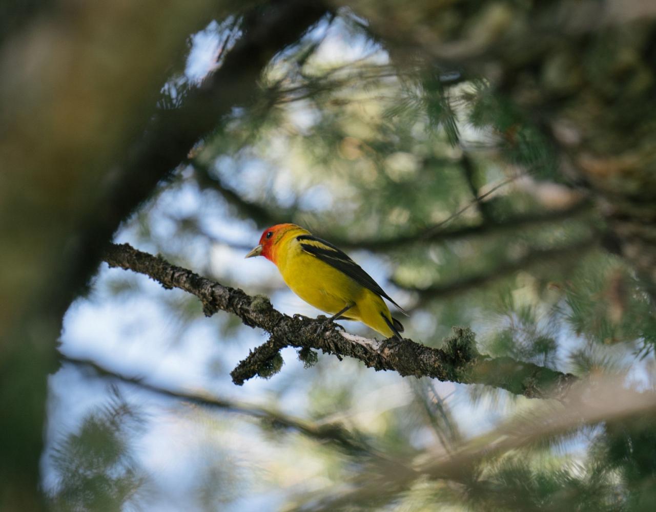 Birding Yellowstone, Birding North America, Bird watching Yellowstone, Wyoming, Nature Tour, Naturalist Journeys, Wildlife Tour, Wildlife Photography, Ecotourism, Specialty Birds, Birding Hotspot, Yellowstone National Park