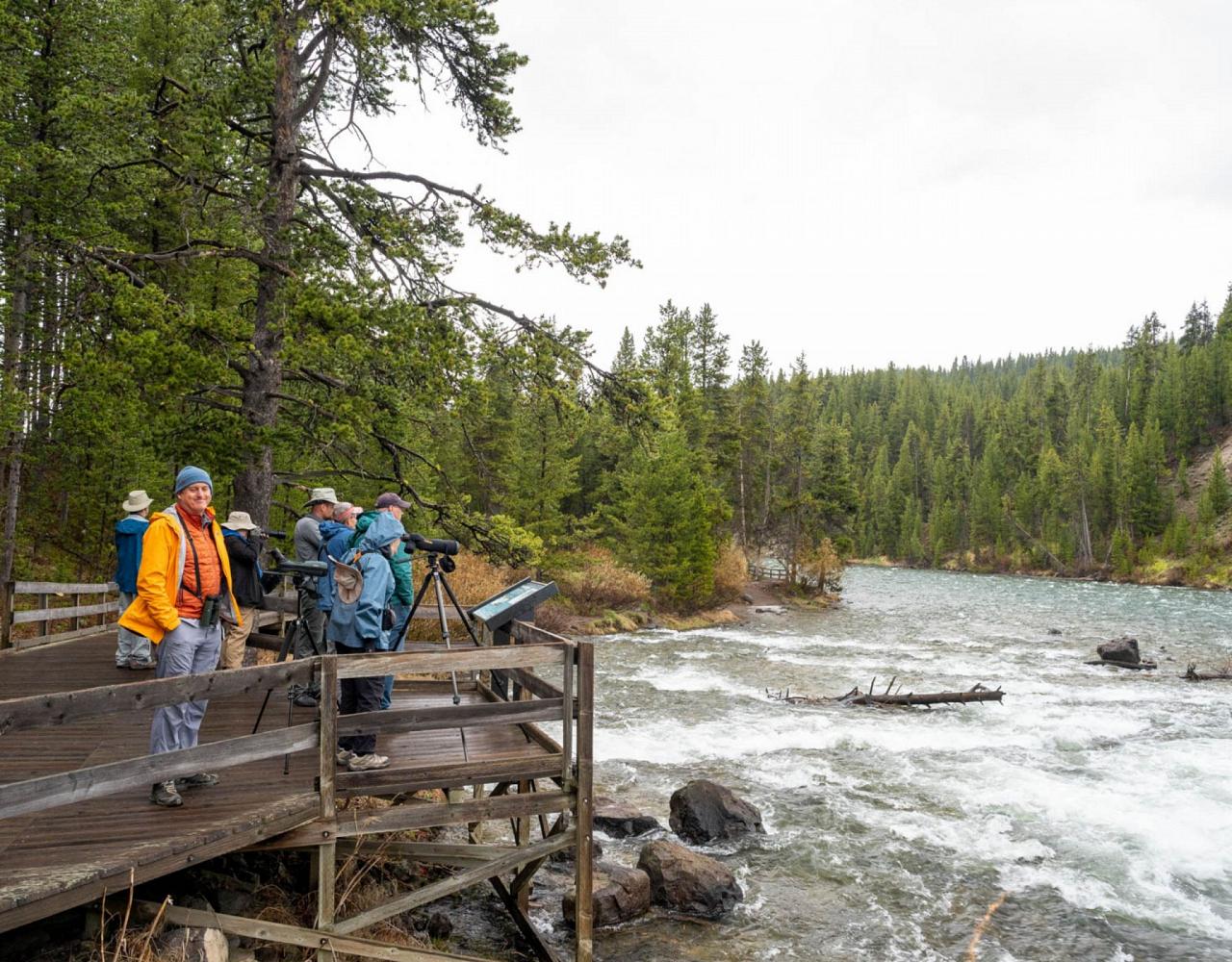 Birding Yellowstone, Birding North America, Bird watching Yellowstone, Wyoming, Nature Tour, Naturalist Journeys, Wildlife Tour, Wildlife Photography, Ecotourism, Specialty Birds, Birding Hotspot, Yellowstone National Park