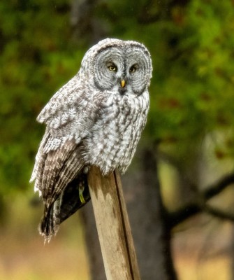 Birding Yellowstone, Birding North America, Bird watching Yellowstone, Wyoming, Nature Tour, Naturalist Journeys, Wildlife Tour, Wildlife Photography, Ecotourism, Specialty Birds, Birding Hotspot, Yellowstone National Park