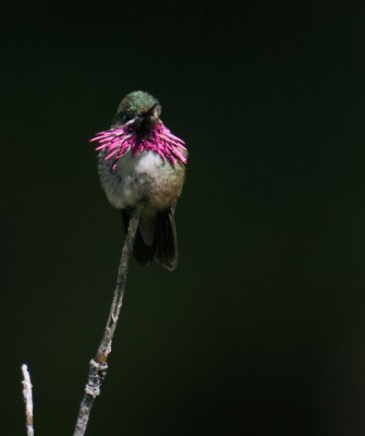 Birding Yellowstone, Birding North America, Bird watching Yellowstone, Wyoming, Nature Tour, Naturalist Journeys, Wildlife Tour, Wildlife Photography, Ecotourism, Specialty Birds, Birding Hotspot, Yellowstone National Park