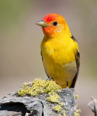 Birding Yellowstone, Birding North America, Bird watching Yellowstone, Wyoming, Nature Tour, Naturalist Journeys, Wildlife Tour, Wildlife Photography, Ecotourism, Specialty Birds, Birding Hotspot, Yellowstone National Park