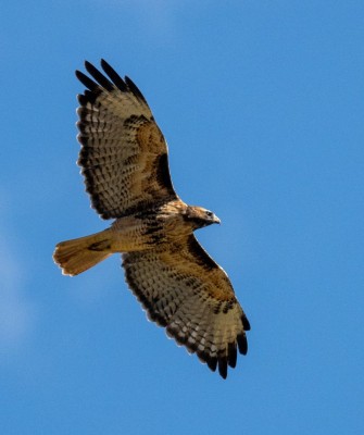 Birding Yellowstone, Birding North America, Bird watching Yellowstone, Wyoming, Nature Tour, Naturalist Journeys, Wildlife Tour, Wildlife Photography, Ecotourism, Specialty Birds, Birding Hotspot, Yellowstone National Park