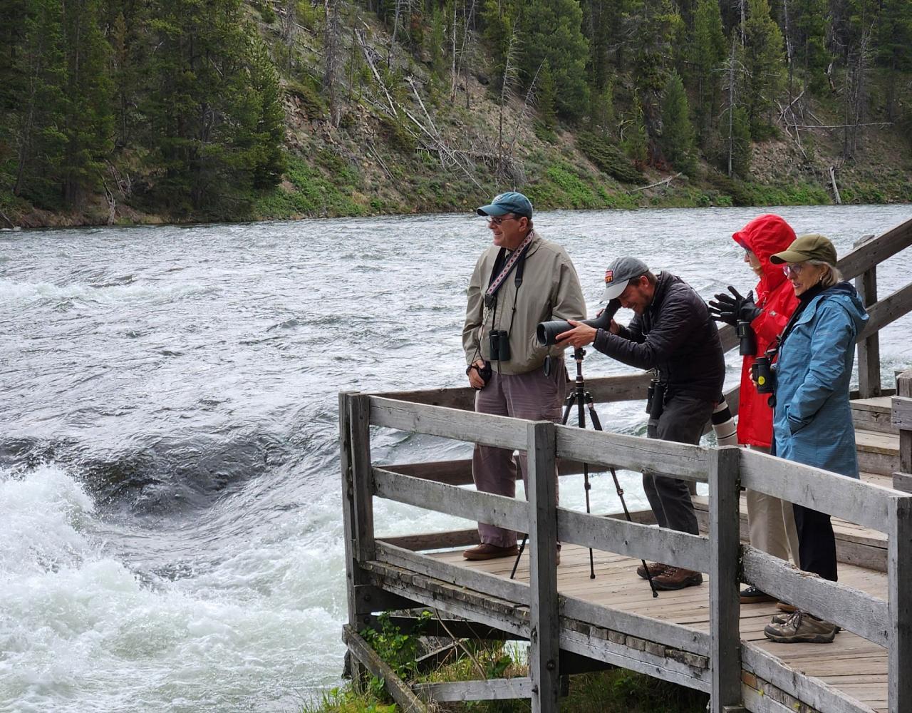 Birding Yellowstone, Birding North America, Bird watching Yellowstone, Wyoming, Nature Tour, Naturalist Journeys, Wildlife Tour, Wildlife Photography, Ecotourism, Specialty Birds, Birding Hotspot, Yellowstone National Park