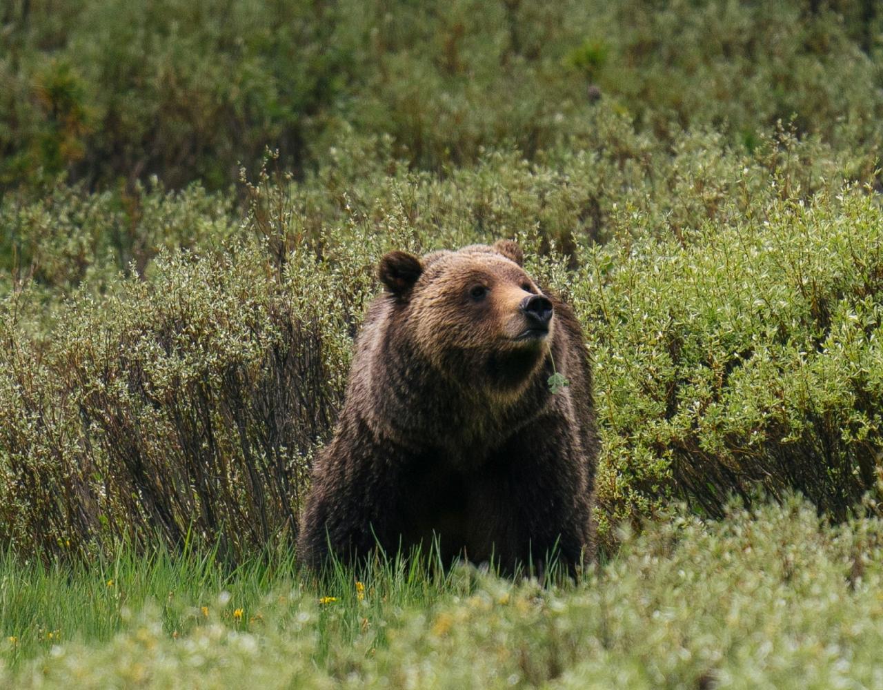 Birding Yellowstone, Birding North America, Bird watching Yellowstone, Wyoming, Nature Tour, Naturalist Journeys, Wildlife Tour, Wildlife Photography, Ecotourism, Specialty Birds, Birding Hotspot, Yellowstone National Park