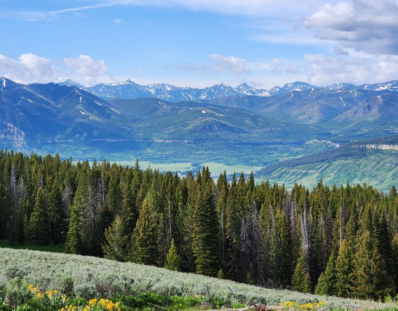 Birding Yellowstone, Birding North America, Bird watching Yellowstone, Wyoming, Nature Tour, Naturalist Journeys, Wildlife Tour, Wildlife Photography, Ecotourism, Specialty Birds, Birding Hotspot, Yellowstone National Park