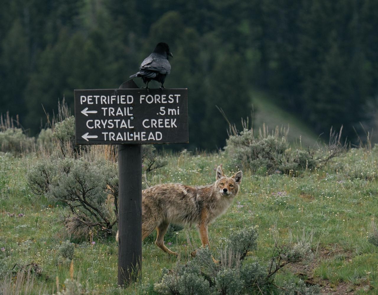 Birding Yellowstone, Birding North America, Bird watching Yellowstone, Wyoming, Nature Tour, Naturalist Journeys, Wildlife Tour, Wildlife Photography, Ecotourism, Specialty Birds, Birding Hotspot, Yellowstone National Park