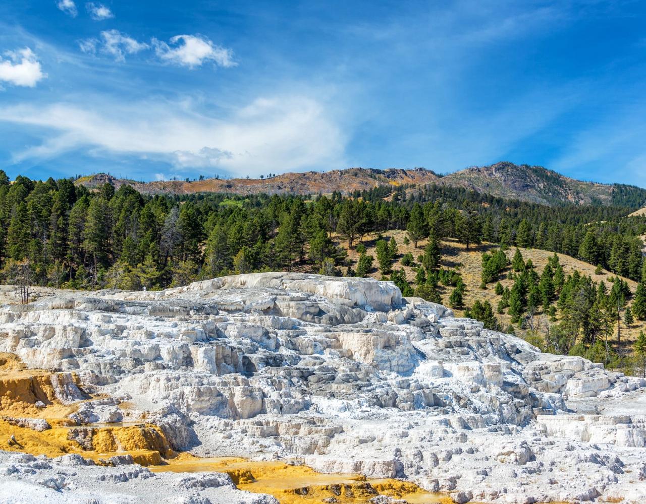 Birding Yellowstone, Birding North America, Bird watching Yellowstone, Wyoming, Nature Tour, Naturalist Journeys, Wildlife Tour, Wildlife Photography, Ecotourism, Specialty Birds, Birding Hotspot, Yellowstone National Park